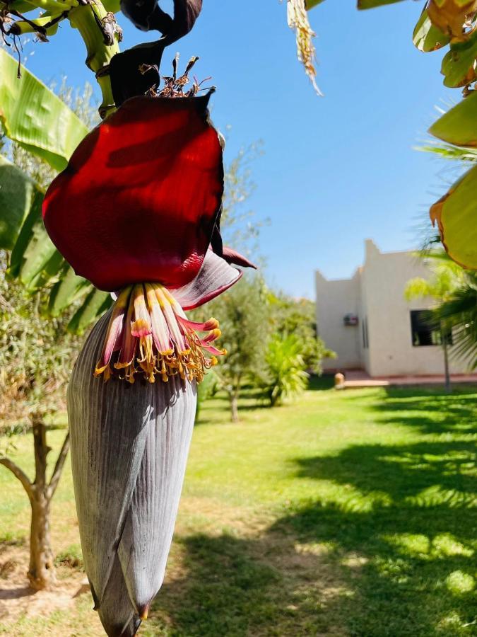 Villa Msholidays Victoria Privatisee Marrakech Марракеш Екстер'єр фото
